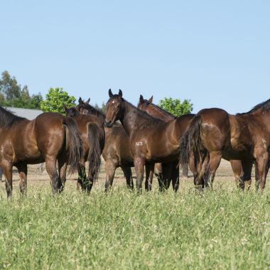 Our 2017 born Magic Millions yearling colts ready to begin prep!