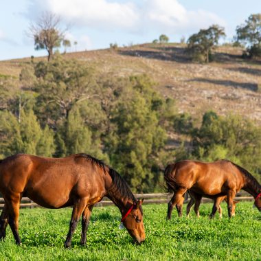 Fabvier- grazes in a paddock at Segenhoe Stud. 
22 September 2019 
© The Image is Everything - Bronwen Healy & Darren Tindale Photography .
Picture : Darren Tindale - The Image is Everything.