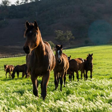 Yearlings graze in the afternoon light at Segenhoe Stud. 
22 September 2019 
© The Image is Everything - Bronwen Healy & Darren Tindale Photography .
Picture : Darren Tindale - The Image is Everything.